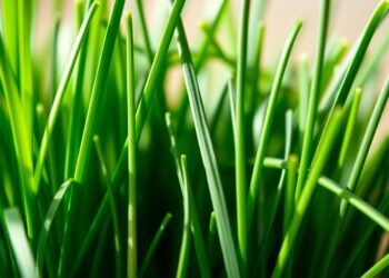 Wie gesund ist Schnittlauch