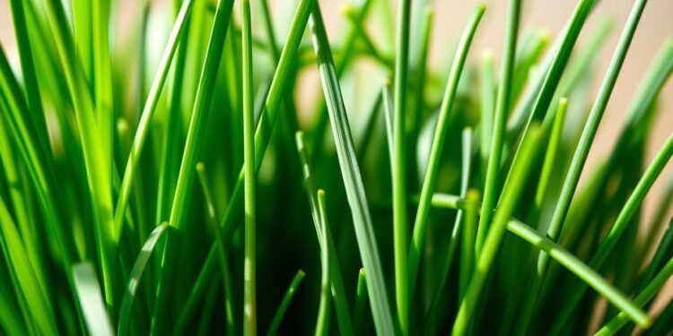 Wie gesund ist Schnittlauch